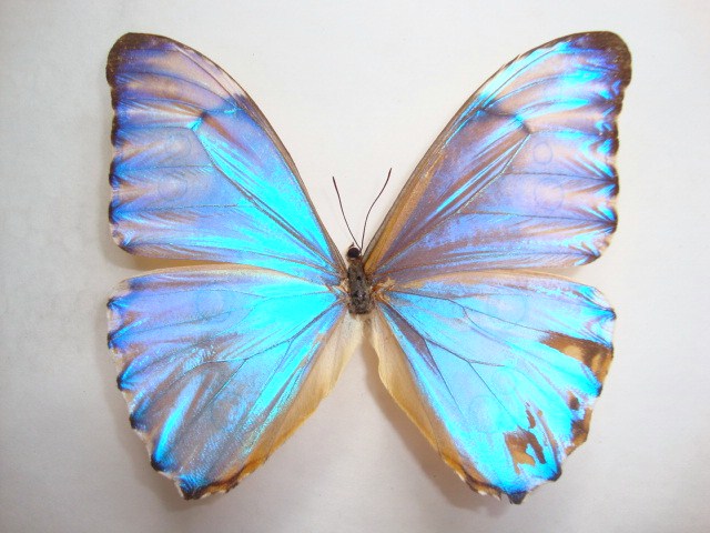 Morpho aurora mosaic gynandromorph (Internet Image property of respective owner, non-commercial use only)